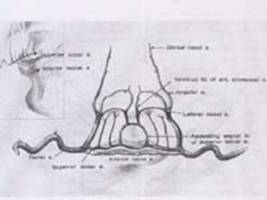 anatomy-02